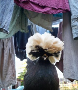 smaller chicken and laundry