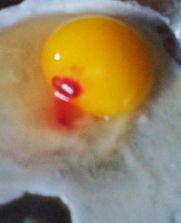 red spot on egg