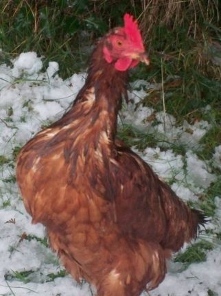 chicken-in-snow