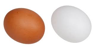 brown white egg no shadow