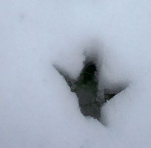 chicken print in snow