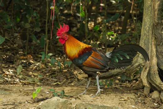 red_junglefowl_-_thailand