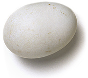 duck egg